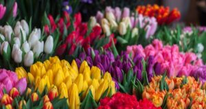Кои цветя са подходящ избор за Свети Валентин?